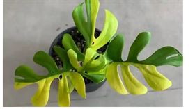  紐西蘭,拍賣會,盆栽,顏色（圖／翻攝自theguardian）