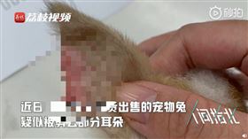 中國,海南,寵物,兔子,兔耳,虐待（圖／翻攝自荔枝新聞視頻）
