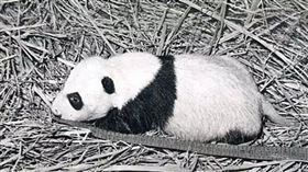 人工繁殖熊貓,元晶（圖／翻攝自搜狐）