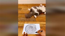 誰說貓一定高冷？牠5秒被KO萌倒地　網喊「我也要試試」
貓總是帶給人們傲嬌、高冷的第一印象，不少人家裡也都有養貓，甚至將貓視為皇帝侍奉，無怨無悔地當起貓奴並細心打理牠們的生活起居，日前卻有網友在臉書分享家中貓咪呆萌可愛的一面，讓不少網友直呼「太可愛了！」
圖／翻攝自臉書