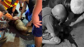 比特犬逛夜市沒牽繩！發狂咬死貴賓狗…上下顎斷裂爆血慘死▲。（圖／翻攝自Dcard）