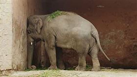 卡萬（圖／翻攝自Free Kaavan the Elephant臉書）