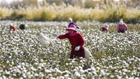 「紐約時報」7日報導，因中國涉及侵害人權，美國總統川普考慮禁止新疆棉花製造的部分或所有產品。圖為新疆棉農在棉田採棉花。（圖／中新社）
