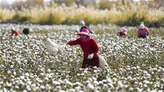 美雖祭制裁　新疆棉製品仍能登上貨架