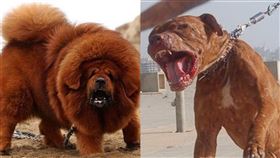 藏獒咬得贏比特犬嗎？（圖／翻攝自臉書、維基百科）