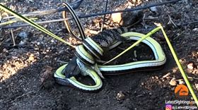 蛇,蜥蜴,沙蛇,巨蜥,非洲（圖／翻攝自Kruger Sightings YouTube）