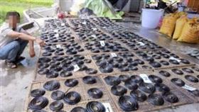 家中藏281條蛇！「屍體排滿屋」警嚇呆　他曝暗黑原因…▲。（圖／翻攝自微博）