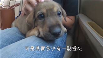 遊澎湖意外領養浪浪　奶犬健康陪伴嬤
