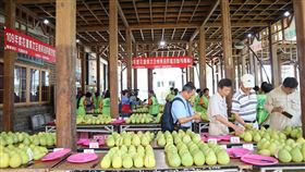 花蓮瑞穗文旦柚評鑑助行銷花蓮縣瑞穗鄉農會9日舉辦文旦柚評鑑，46農戶提供共200台斤文旦柚參賽，請來花蓮農改場、農糧署、嘉義大學等專業人士擔任評審，根據外觀、口感、糖酸比等項目來做評比。中央社記者李先鳳攝　109年9月9日