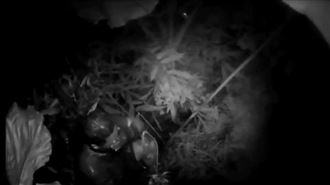 通緝犯跳水溝　成「爛泥人」狼狽落網