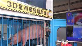 3D自動量測種豬體型機啟用行政院農業委員會畜產試驗所與工業技術研究院合作開發的3D自動量測種豬體型機9日啟用，種豬進入量測空間後15秒就能完成多項體型性狀量測。中央社記者楊思瑞攝  109年9月9日