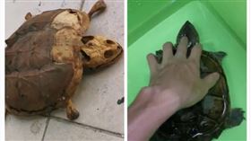 中國,湖北,宿舍,烏龜,曬乾（圖／翻攝自新京報我們視頻）