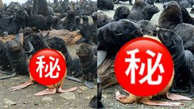 粉鰭藍眼！超稀有海豹現蹤
俄羅斯,鄂霍次克海,海豹島,白化症,醜小鴨
翻攝自IG bigdaddivladi