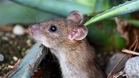 肥皂,香皂,老鼠 示意圖／翻攝自Pixabay