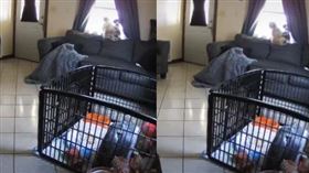 家中毯子突然動起來。（圖／翻攝自ileensilva抖音） 