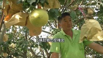 文旦界LV！文旦王萬斤柚子7天秒殺