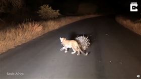 小花豹大戰豪豬（圖／翻攝自萌寵入侵記微博）