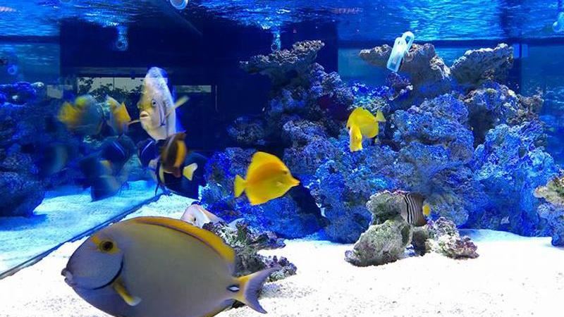 宜蘭私房景點水族館  門票只要百元