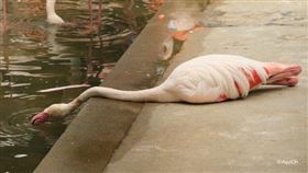 日本網友PO出紅鶴躺在地上的照片。（圖／翻攝自@AquiOh推特）