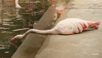 紅鶴熱到中暑躺地？飼育員曝爆笑真相