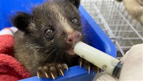 台東池上鄉的野生動物醫院接獲疑似被母親遺棄的野生動物「白鼻心」，透過台東縣政府的協助，3隻可愛年幼的白鼻心搭船從綠島跨海而來。（圖／野灣野生動物醫院提供）