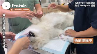 薩摩耶結紮！插管+內視鏡畫面全記錄