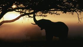 ▲地球動植物物種急遽減少中。（圖／翻攝自世界自然基金會推特）