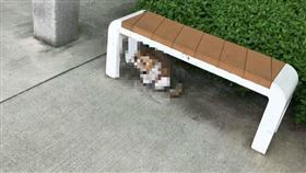 爆怨公社,貓咪,毛小孩,石頭,小貓,長椅
https://www.facebook.com/photo?fbid=3630230423662570&set=pcb.3940028892682798