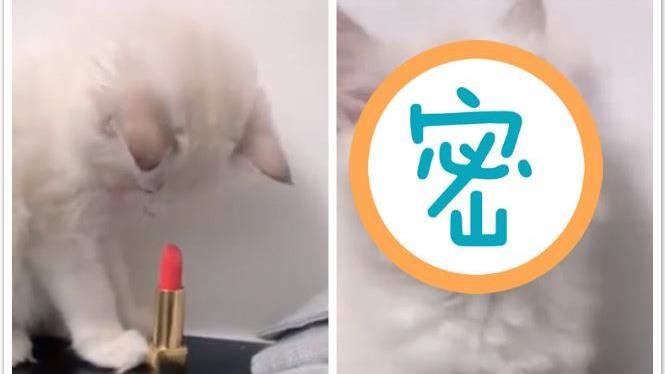白貓偷舔主人口紅　一抬頭竟化身網美