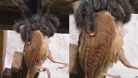 蜘蛛,鳥,獵食,粉趾狼蛛