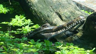 反差萌　7歲馬來長吻鱷吃飯模樣曝光