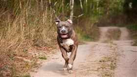 比特犬,大型犬,攻擊,逃跑,狗（圖／翻攝自PIXABAY