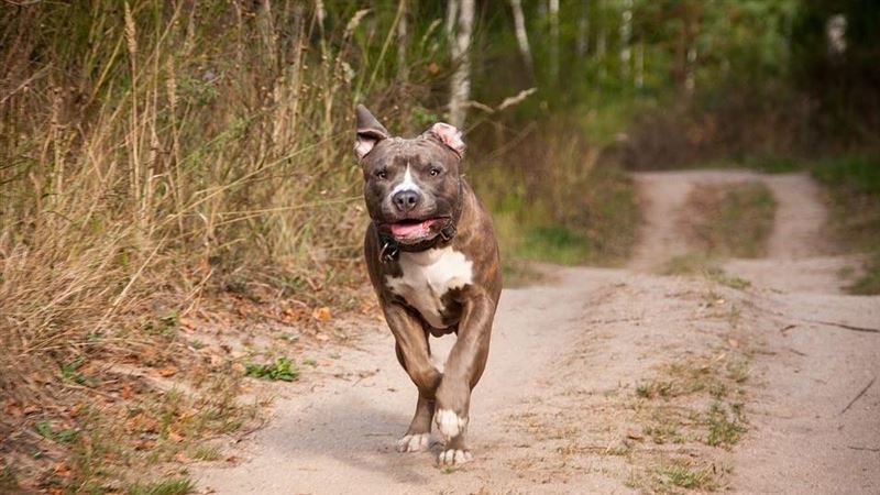 遇到比特犬或大型犬怎打？穩贏關鍵曝