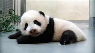 動物園美容院開張！大貓熊家族樂歪