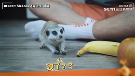 ▲洛克先生養了一隻名叫阿金的狐獴。（圖／Mr.Lo090ck洛克先生 授權）