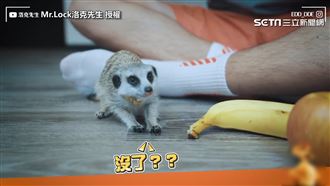 狐獴寶寶吃播秀　狂嗑蔬果超療癒