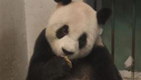 中國官方宣布，貓熊「雷雷」9日因病搶救無效死亡，享年約31歲。「雷雷」是大陸贈送給台灣的貓熊「圓圓」之母；她雖然年幼因傷斷掌，仍克服困難照顧幼熊而有「英雄母親」的稱號。（取自微博網頁weibo.com）