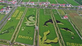 上海橫沙鄉稻田彩繪上海橫沙島近年推出稻田彩繪，配合民宿、休閒農場等吸引遊客。中央社記者張淑伶上海攝  109年9月11日