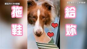 ▲牠會幫忙拿拖鞋。（圖／網友RH RH授權）