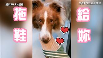 沒有人操偶！牠拿拖鞋丟垃圾樣樣行