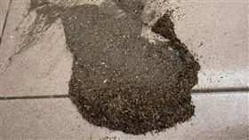 白蟻,灰塵,床板,除蟲(翻攝自 爆系知識家)