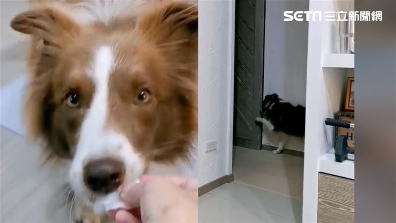 真的嘸工讀生？萌狗丟垃圾關門全都會