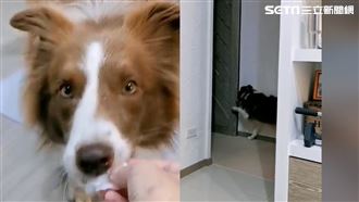 真的嘸工讀生？萌狗丟垃圾關門全都會