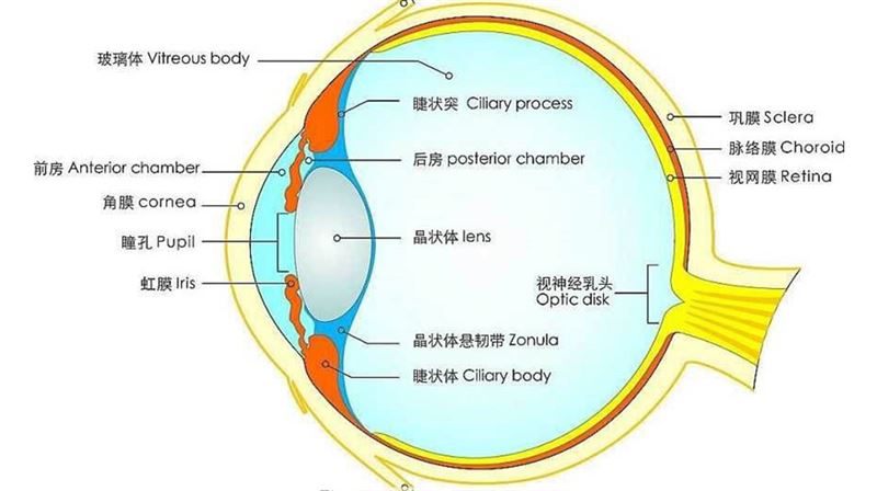 如何透過手術拯救近視眼？