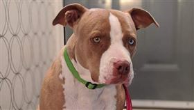 比特犬,養狗,狗,猛狗,大狗（圖／翻攝自PIXABAY