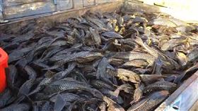 琵琶鼠,下口鯰,外來種,周玉琴,桃園