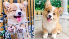 柯基,（圖／IG：cooperandbaby_corgi 授權提供）