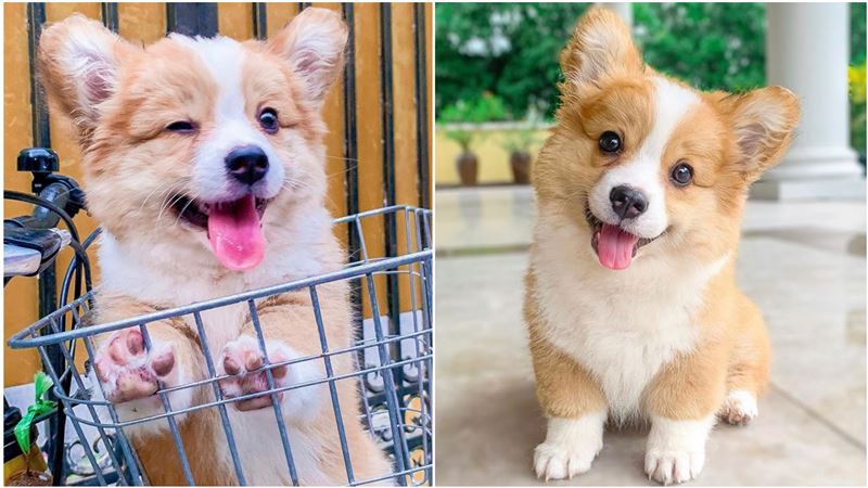 多圖／療癒小柯基　歪頭吐舌萌翻全場