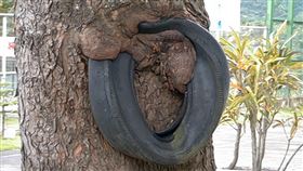 台東紅葉少棒傳奇輪胎　逐漸遭樹木吞噬民國57年台東紅葉少棒隊打敗世界強棒日本關西少棒聯盟和歌山隊，將我國棒球推上國際舞台，小球員們使用綁在桃花心木上、直徑50公分的輪胎練習臂力；隨著時間流逝，輪胎逐漸被樹木吞噬。圖為民國88年間，輪胎還只有部分被包入大樹枝幹。（紅葉國小提供）中央社記者盧太城台東傳真　109年9月12日