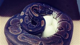 62歲老蟒蛇突產7顆蛋！動物園傻眼：已15年沒碰公蛇…（圖／翻攝自推特／Saint Louis Zoo）